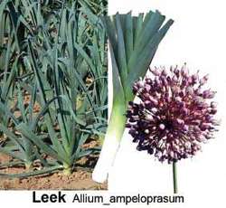 Allium Ampeloprasum Var Porrum Article About Allium Ampeloprasum Var Porrum By The Free Dictionary