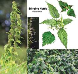 Nettle sadece kanama ile değil Nettle sadece kanama ile değil