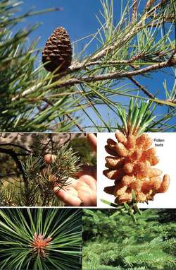 Nickname pine leaf