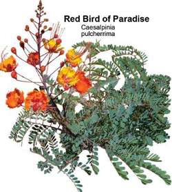 Red Bird Of Paradise Article About Red Bird Of Paradise By The Free Dictionary