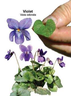 Viola odorata | Article about viola odorata by The Free Dictionary