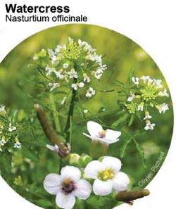 Nasturtium Officinale Article About Nasturtium Officinale By The Free Dictionary,Dog Licking Paws Remedies