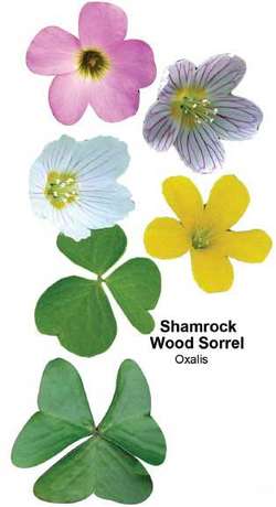 True Wood Sorrel Article About True Wood Sorrel By The Free Dictionary