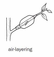 Air Layering 