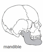 Posture of mandible definition of Posture of mandible definition of