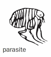 antonym parazita