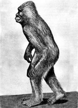 Abominable Snowman Article About Abominable Snowman By The Free Dictionary