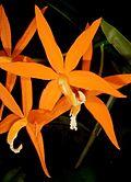 Cattleya harpophylla Orchi 016.jpg