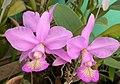 Cattleya nobilior.jpg