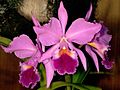 Cattleya labiata Orchi 1013.jpg