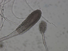 Aspergillus clavatus.jpg