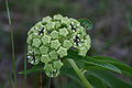 Asclepias asperula - Antelope Horns.jpg