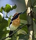 Lühder's Bushshrike.jpg