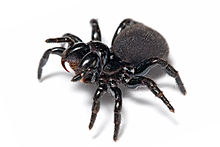 Mouse spider.jpg