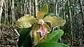 Cattleya granulosa Lindl. - Flickr - Alex Popovkin, Bahia, Brazil (14).jpg