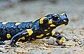Fire salamander (Salamandra Salamandra).jpg