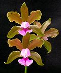 Cattleya tenuis 53.jpg