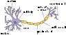 Neuron.svg
