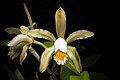 Cattleya forbesii ‘Prazer’ Lindl., Coll. Bot. t. 37 (1826) (43353536482).jpg