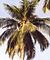 Cocos nucifera.jpg