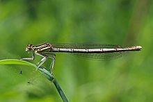 White-legged damselfly (Platycnemis pennipes) female.jpg
