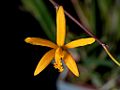Cattleya alvaroana (11763085833).jpg