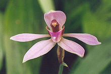 Ancistrochilus.jpg