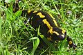 Feuersalamander portrait.jpg