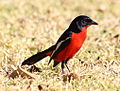 Laniarius atrococcineus -Pretoria, South Africa-8 (2).jpg