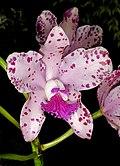 Cattleya amethystoglossa Orchi 0011.jpg