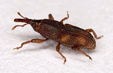 Sitophilus.oryzae.7438.jpg
