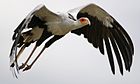 Secretary bird (Sagittarius serpentarius) 2.jpg