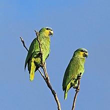 Orange-winged parrots (Amazona amazonica tobagensis).jpg