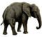 Elephant white background.png