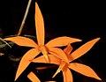 Cattleya marcaliana Orchi 053.jpg