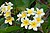 Fleurs de Frangipanier (&Icirc;le de la R&eacute;union) (4125134278).jpg