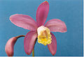 A and B Larsen orchids - Cattleya harrisoniana 75-1.jpg
