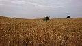 Wheat Farm in Behbahan, Iran