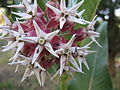 R27182818 milkweed img 0312.jpg