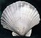 Pecten ochlockoneensis SR 02-227 A 02.jpg