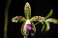 Cattleya guttata (Brazil) Lindl., Edwards's Bot. Reg. 17- t. 1406 (1831) (24491178747).jpg
