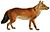 Dogs, jackals, wolves, and foxes (Plate XLI).png