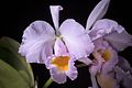 Cattleya schroederae (34349388642).jpg