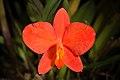 Cattleya coccinea '1980s' Lindl., Edwards's Bot. Reg. 22 t. 1919 (1836) (46224838001).jpg