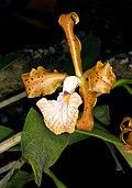 Cattleya velutina Orchi 1070.jpg