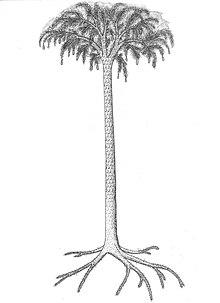 Lepidodendron reconstrucción.jpg