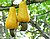 Cashew apples.jpg