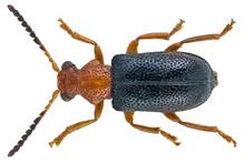 Zeugophora subspinosa (Fabricius, 1781) (4669941108).png