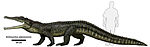 Smilosuchus adamanensis.jpg