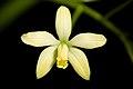 Cattleya kleberi 'Lemon Yellow' (F.E.L.Miranda) Van den Berg, Neodiversity 5 13 (2010) (48000446356).jpg